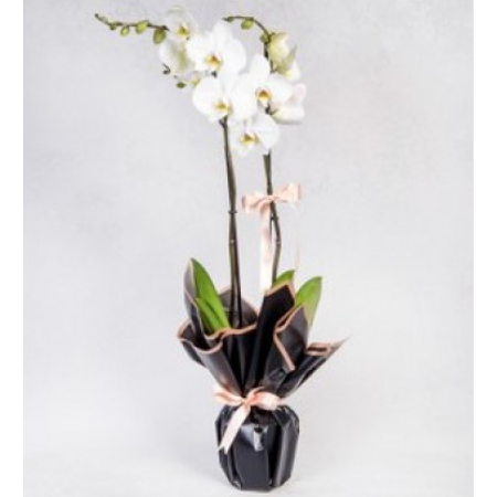 2 Dal Beyaz Orkide Çiçeği